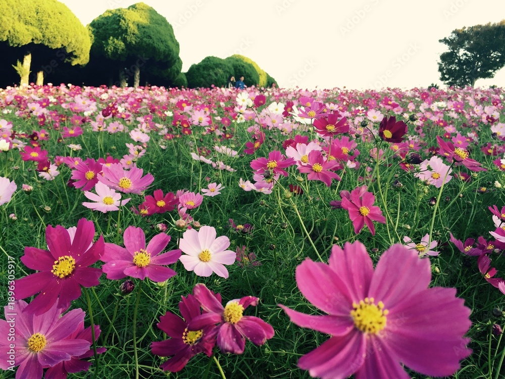 Obraz premium Wide View of Blooming Cosmos Field Under Clear Sky in Autumn