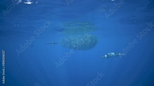 The wahoo are hunting small sardines. one of the fastest fish in the ocean and hunts in schools of sardines. An Acanthocybium solandri near the Mexican coast.
