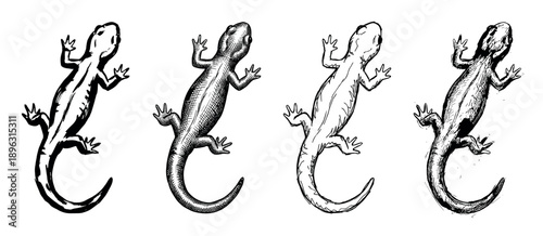 Four hand-drawn lizard or salamander illustrations in a vintage engraving style, a collection of detailed reptile sketches with cross-hatching and ink line art from a top view