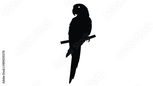 a striking black parrot perched on a branch a beautiful silhouette