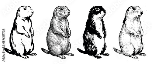 Four black and white prairie dog illustrations in a hand-drawn sketch style, showcasing a collection of different artistic techniques like line art, hatching, and high contrast