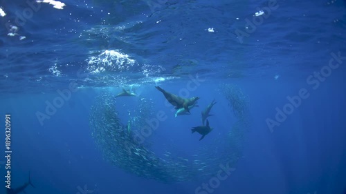 The fastest fish are hunting the sardines. A Kajikia audax is hunting Sardinops sagax caerulea together with sea lions. A fish with a sword on its head in the Pacific Ocean.
