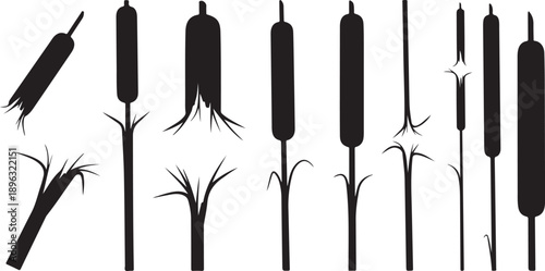 Black silhouettes of cattails on white background illustration set
