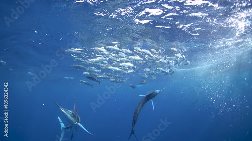 The fastest fish are hunting the sardines. A Kajikia audax is hunting Sardinops sagax caerulea together with sea lions. A fish with a sword on its head in the Pacific Ocean.
