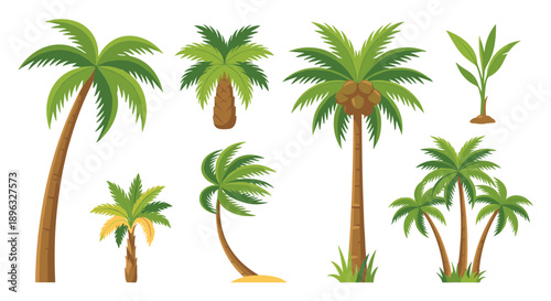 Set of various palm trees in cartoon style illustrations, depicting tropical and exotic flora