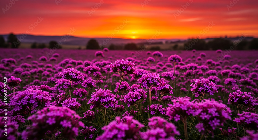 Fototapeta premium Image of a field with purple flowers under colorful sunset sky, representing beauty of nature, peace, and tranquility, great for travel or relaxation