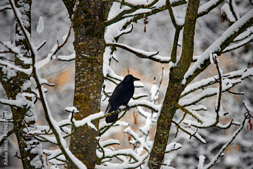 Schwarze Krähe sitzt auf einem verschneiten Ast im Winterwald