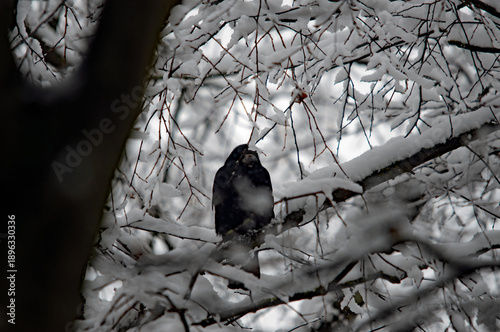 Schwarzer Rabe sitzt auf verschneiten Ästen im Winterwald