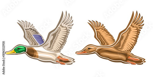Vector pair of Flying Ducks