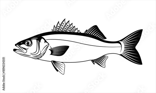 Illustration of a striped bass fish, a popular game fish in saltwater