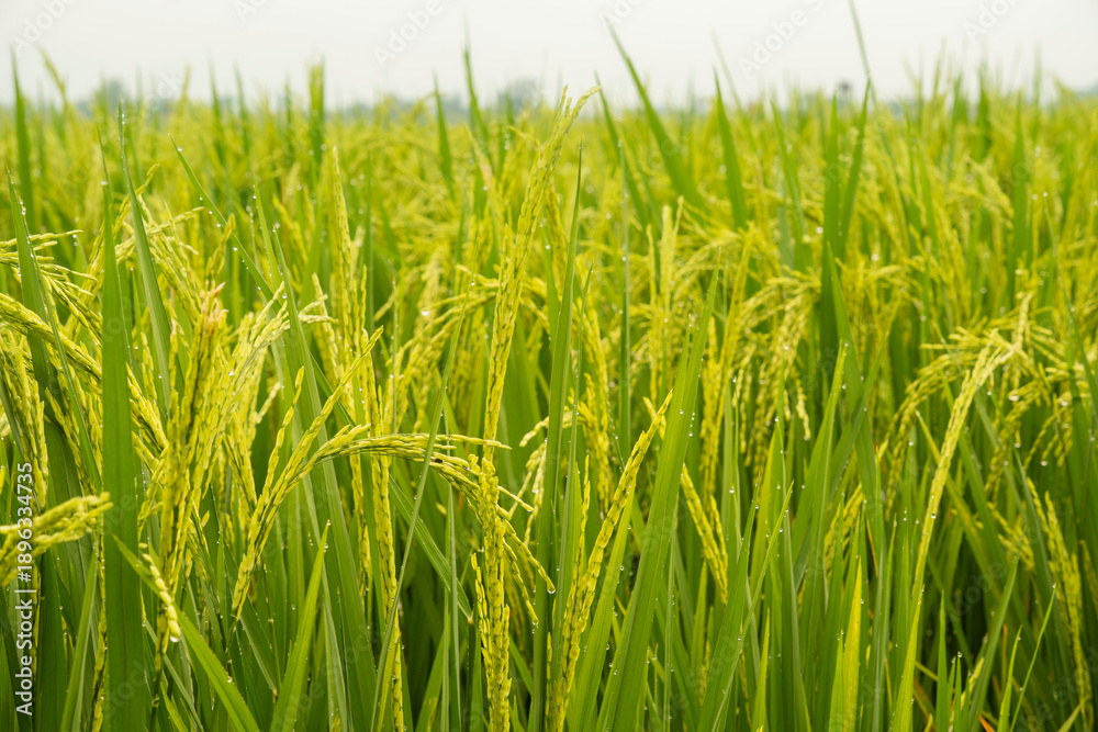 Obraz premium Lush green rice paddy field with ripening golden grains covered in fresh morning dew droplets. Tropical agriculture landscape symbolizing harvest and food security.