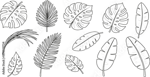 Hand Drawn Tropical Leaves Line Art Collection With Monstera Palm And Banana Foliage In Minimal Black Outline Botanical Illustration Style Isolated On White Background