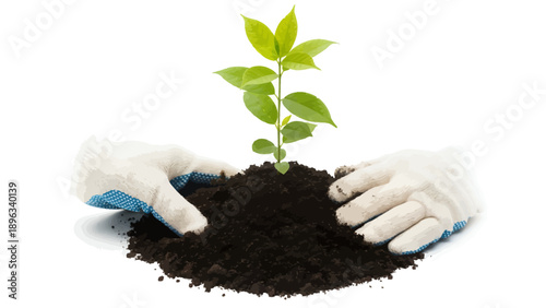 Hands planting young green sapling in soil with gardening gloves
