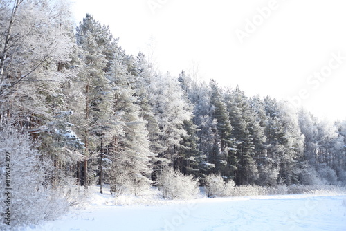 Winter Forest with Frosted Pine Branches, Soft Light, and a Calm Snowy Woodland Atmosphere in Estonia