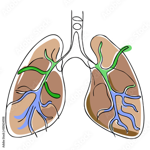 Diagram of human lungs with detailed vascular structure illustration  