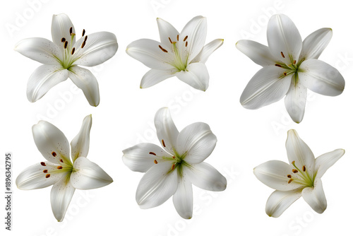 Set of white lily flowers isolated on white background