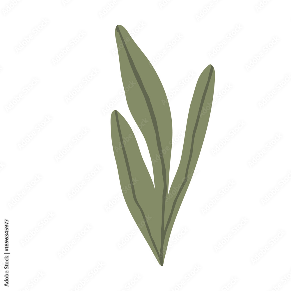 Obraz premium Seaweed is perfect for creating and decorating designs with a nautical pirate theme. Vector design element