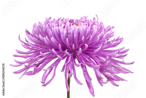 Chrysanthemum flower purple isolated on white background
