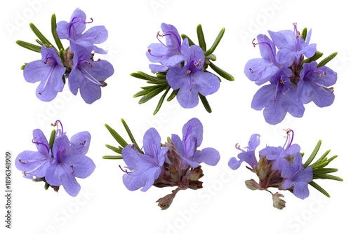 Set of bog rosemary flowers isolated on white background