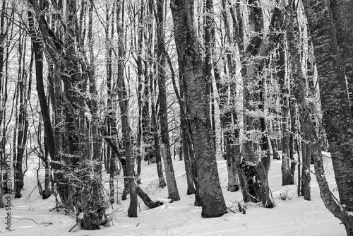 Fotografie Winter landscape: large snow-covered tree - monochrome - Parma Apennines