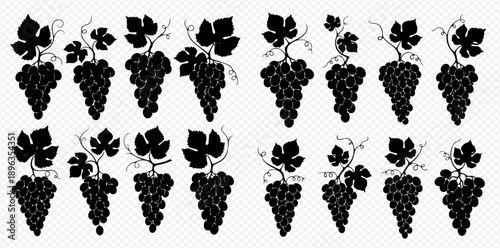 Set of black grape bunches with leaves and tendrils, isolated on a transparent background, vector illustration.