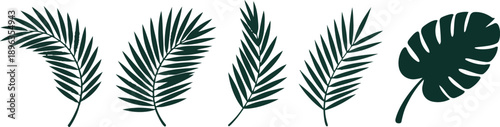 Beautiful palm tree leaf set silhouette background vector illustration
