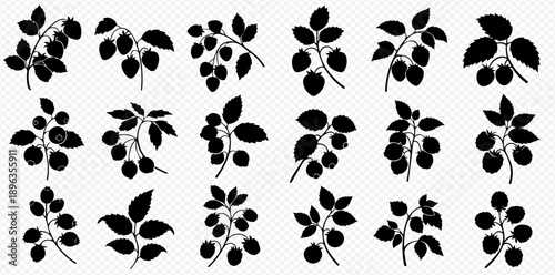 Set of black silhouettes of raspberry branches with leaves and berries, isolated on transparent background. Vector illustration.