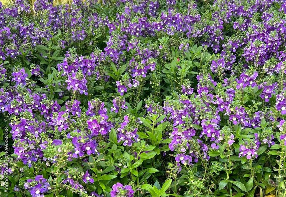 Obraz premium field of purple flowers with green leaves as the background