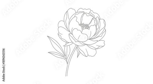 Elegant Peony Flower Line Art Illustration on White Background.