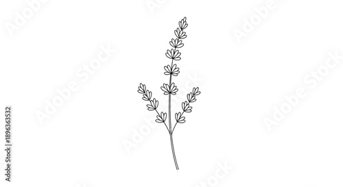 Detailed Black and White Illustration of a Delicate Herb Branch.