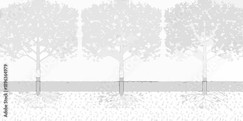 Three trees aligned along a pathway with visible root systems