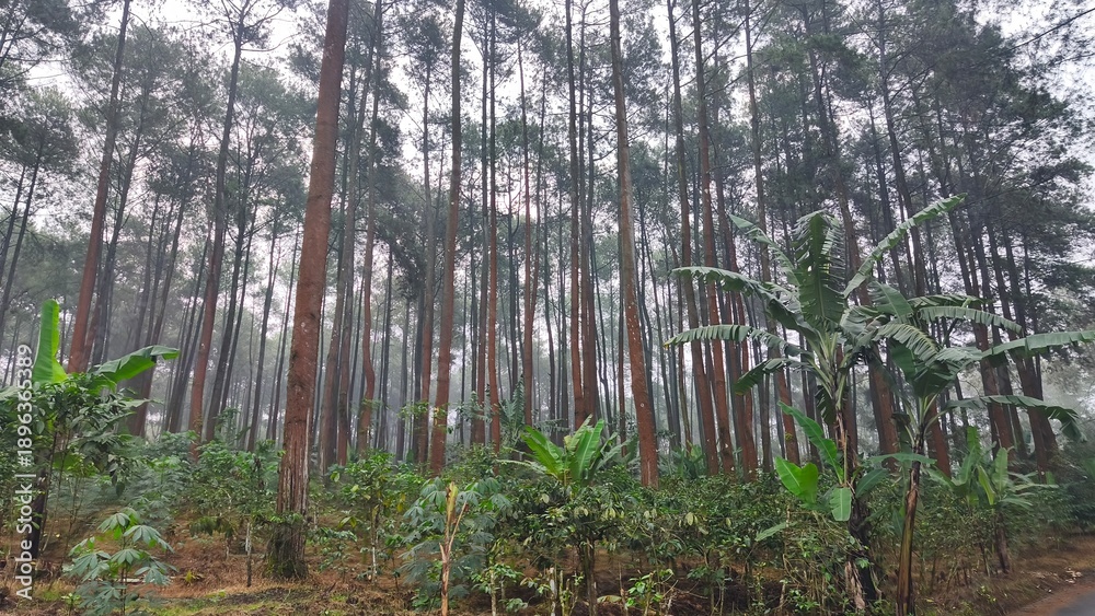 Fototapeta premium Dense pine trees and tropical vegetation mixed together in a misty highland forest.