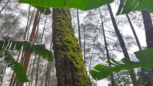Fotografi Low angle shot of a mossy pine tree trunk surrounded by lush green banana leaves in a misty forest