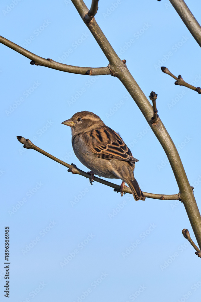Fototapeta premium tree sparrow on a branch in the sun, with blue sky as background