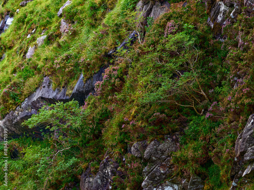 Fototapeta premium Lush green vegetation blankets a rugged rock face, with vibrant grasses, moss, and small bushes. Patches of purple heather add color among the grey stones, creating a wild, natural scene.