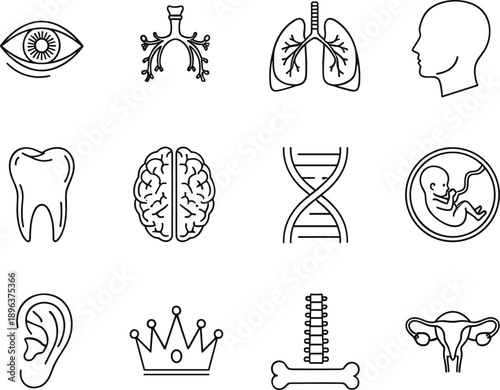 Medical Anatomy Line Icons Set Featuring Human Organs, DNA Helix, Brain, Lungs, Eye, Tooth, Embryo, and Healthcare Biology Research Symbols.