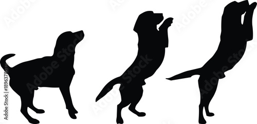 Black silhouette of three dogs jumping and begging for food representing pet training canine behavior animal obedience and domestic puppy growth