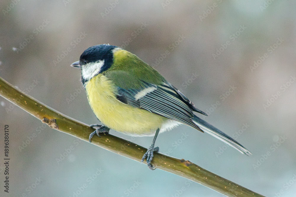Obraz premium Great tit closeup. Tit on a tree. Winter bird portrait. Falling snow background. Yellow breast feathers. Sitting on branch. Heavy snowfall scene. Christmas. New Year. Small fluffy avian. Cold weather 