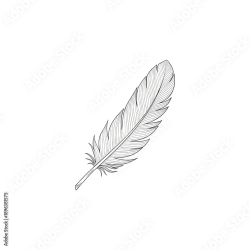 Detailed black and white illustration of a single bird feather with intricate barbs and a central quill, isolated on a white background.