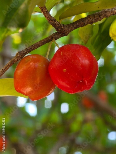 Fresh ripe red acerolas with water drops on a branch in a tropical garden