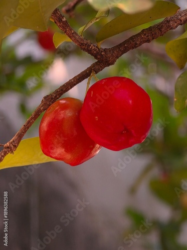 Fresh ripe red acerolas with water drops on a branch in a tropical garden