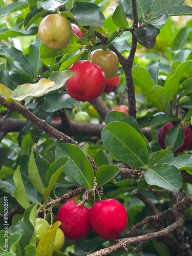 Fresh ripe red acerolas with water drops on a branch in a tropical garden