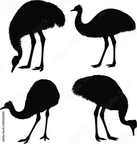 Flightless bird silhouette set, emu and ostrich poses, black vector illustration, wildlife posture design for biology, nature, and educational art