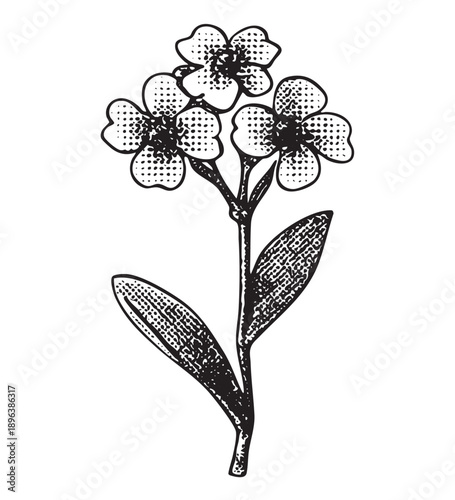 Forget me not flowers, botanical sketch, detailed floral drawing for spring and nature