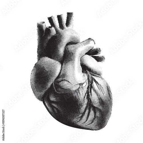 Human anatomical heart engraving illustration medical science biological art drawing monochrome