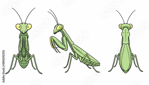 Illustrated Green Praying Mantis in Front Side and Back Views.