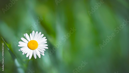 One daisy on a blurred green background on a summer day