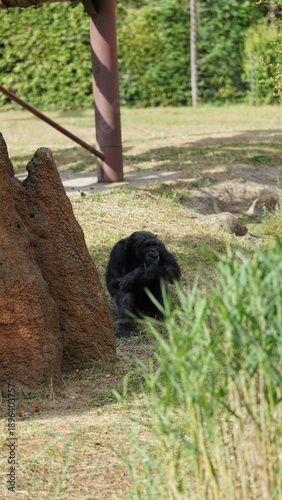 Donkey sitting next to a rock