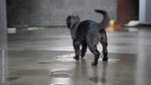 Wallpaper Mural Black dog walking on wet pavement leaving footprints in puddles slow motion Torontodigital.ca