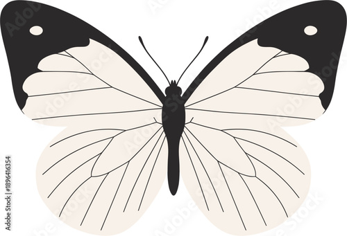 Minimalist White Butterfly Vector Illustration with Black Wing Tips and Detailed Veins for Wedding Invitations, Elegant Branding, Nature Stationery, and Biological Art Designs